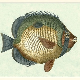 Butterfly Fish I