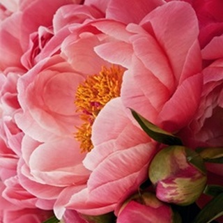 Coral Peonies I