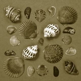 Shell Collector Series V
