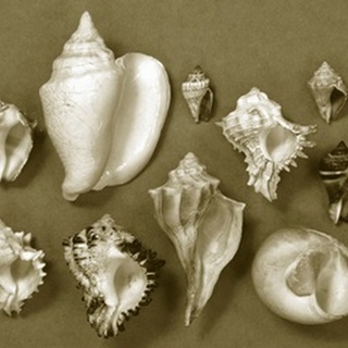 Shell Collector Series II