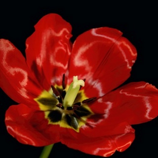 Shimmering Tulips III