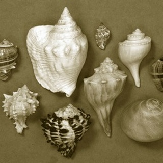 Shell Collector Series I