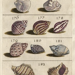 Shell Collection VI