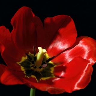 Shimmering Tulips I