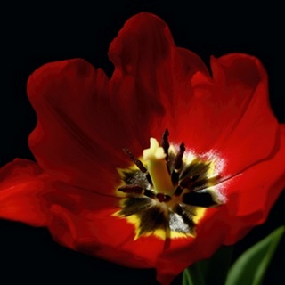 Shimmering Tulips II