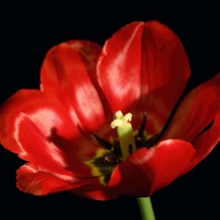 Shimmering Tulips IV