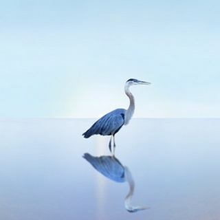 Beachscape Heron II