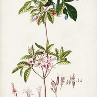 Alluring Botanical IV
