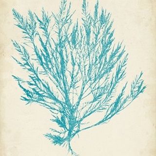 Aquamarine Seaweed IV