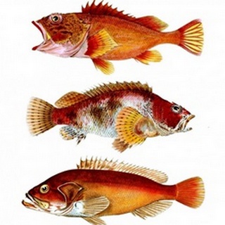Orange Fish Trio