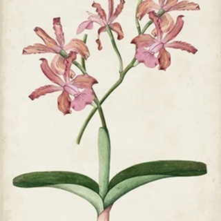 Orchid Pair I