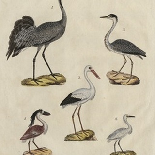 Heron Classification I
