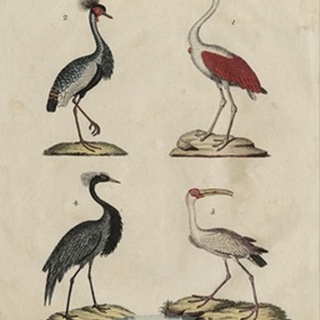 Heron Classification II
