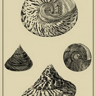 Shells on Khaki VIII