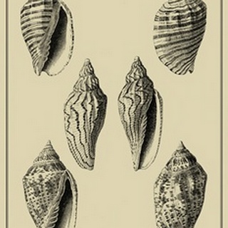 Shells on Khaki XII