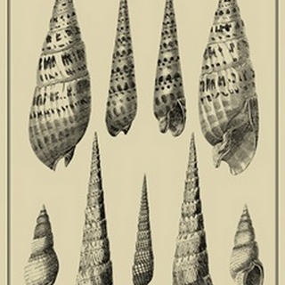 Shells on Khaki IX