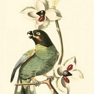 Cuvier Exotic Birds III