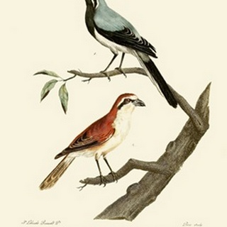 Vintage French Birds II