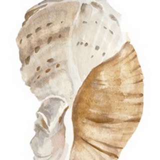 Seashell I
