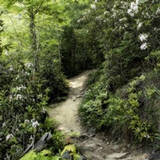 Mountain Trail