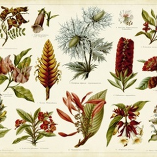 Tropical Botany Chart I