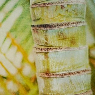 Tropical Texture II