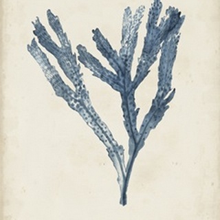 Seaweed Specimens I
