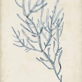 Seaweed Specimens III