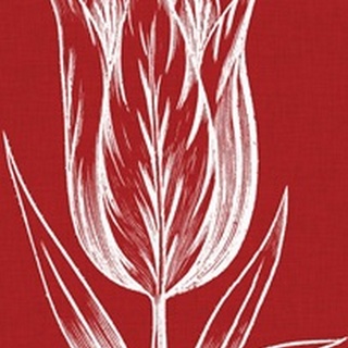 Chromatic Tulips VIII