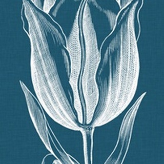 Chromatic Tulips I