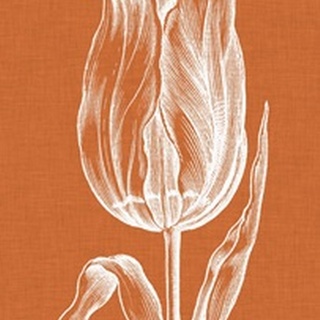 Chromatic Tulips III