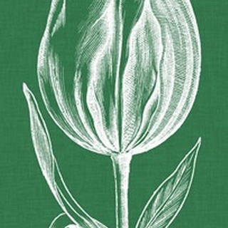 Chromatic Tulips II