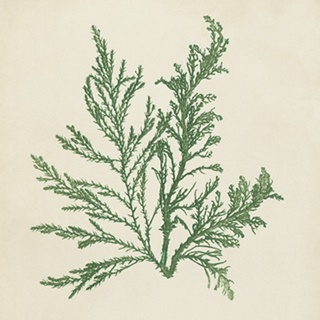 Chromatic Seaweed I