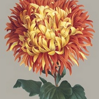 Chrysanthemum on Gray I
