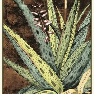 Graphic Aloe IV