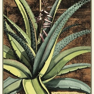 Graphic Aloe III