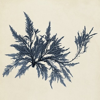Coastal Seaweed VII