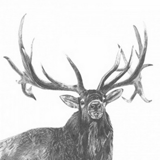 Wildlife Snapshot: Elk