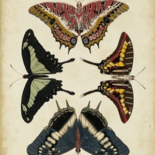 Display of Butterflies II