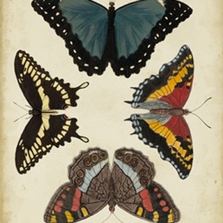 Display of Butterflies I