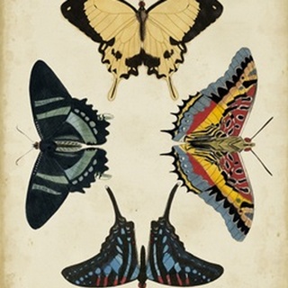 Display of Butterflies III