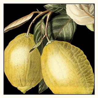 Dramatic Lemon