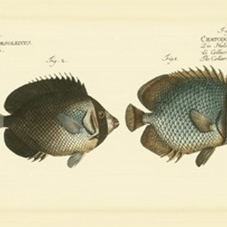 Bloch Antique Fish V