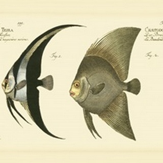 Bloch Antique Fish IV