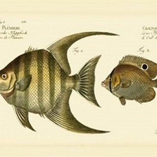 Bloch Antique Fish VI
