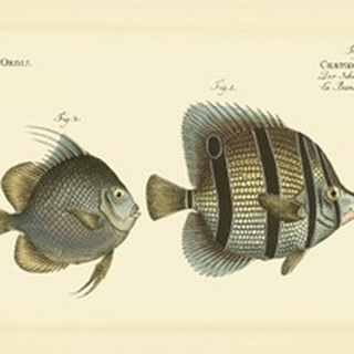 Bloch Antique Fish III