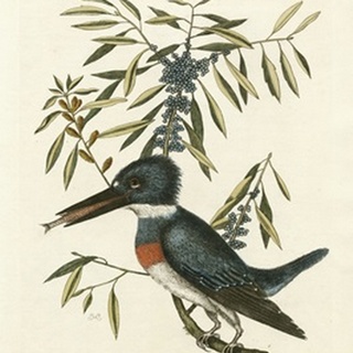 Antique Kingfisher II