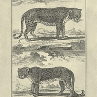 Panther and Leopard