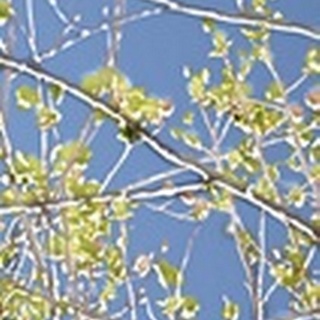 Spring Poplars IV