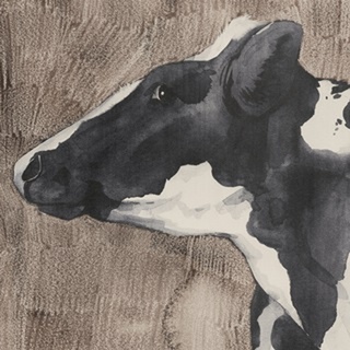 Dairy Cow portrait II